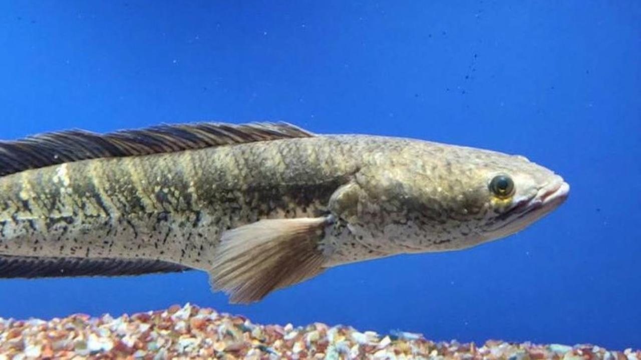 Ikan Gabus di Indonesia dan Klaim Pengobatannya