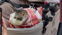 Momen Kucing Bobby Kertanegara Ikut Upacara Penurunan Bendera di Istana