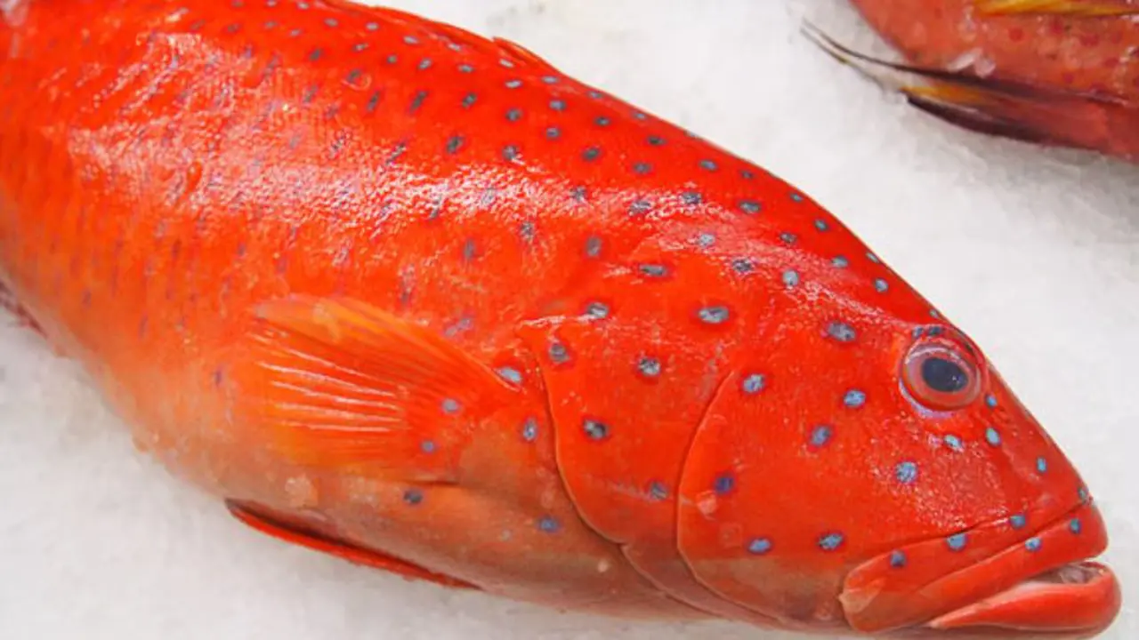 Ikan kerapu. Foto: friedchillies