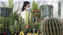 Peniliti wanita dari Pyongyang Floriculture Institute meneliti dan membudidayakan kaktus dan bunga di Pyongyang, Korea Utara, DPRK (14/12/2020). (AP Photo / Jon Chol Jin)
