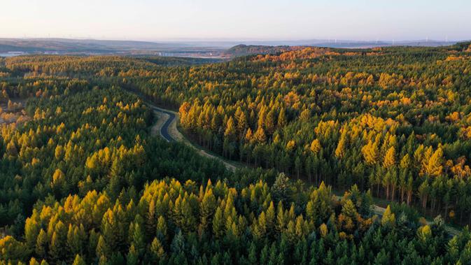 Foto dari udara yang diabadikan pada 27 September 2020 ini menunjukkan pemandangan musim gugur di Taman Hutan Nasional Saihanba di Chengde, Provinsi Hebei, China utara. (Xinhua/Liu Mancang)