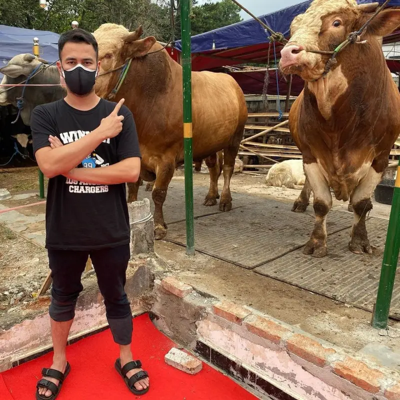 6 Potret Selebriti Berburu Hewan Kurban, Raffi Ahmad Beli Sapi Jumbo