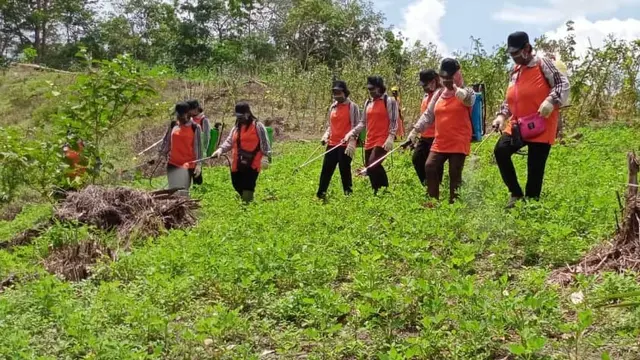 Kelompok Wanita Tani (KWT) Asoka melaksanakan kegiatan gerakan pengendalian massal pada Organisme Pengganggu Tumbuhan (OPT) tanaman kacang tanah. (Dok Kementan)