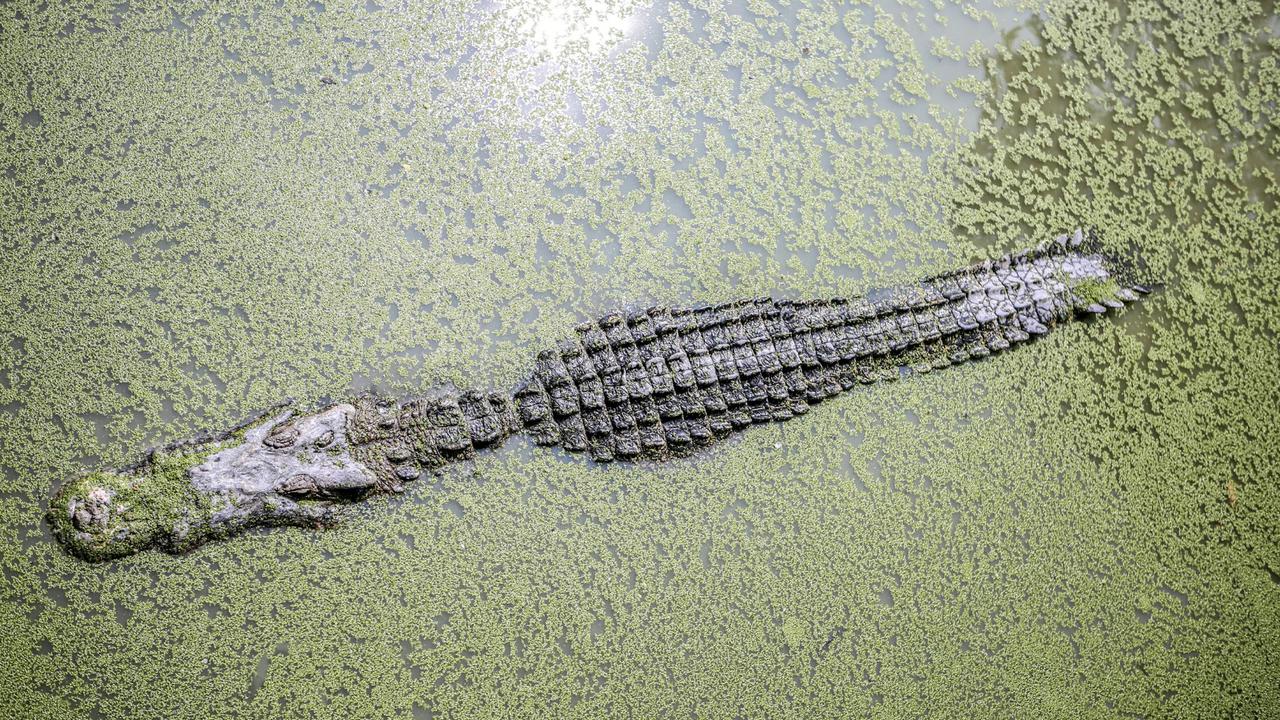 Sedang Pasang Jaring Ikan di Sungai, Feldi Diterkam Buaya