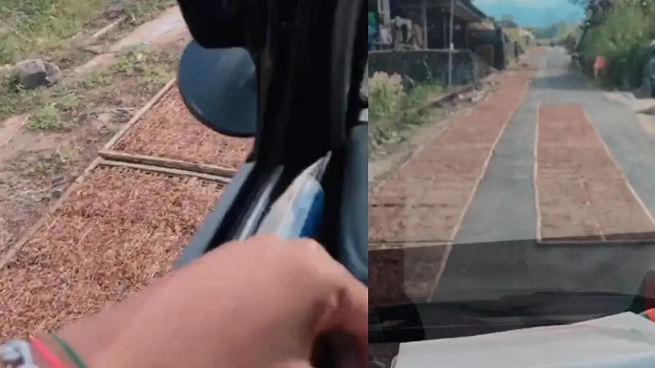 Warga jemur hasil pertanian di tengah jalan (TikTok/@putralembu)