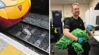 Petugas polisi bagian transportasi di Inggris berhasil menyelamatkan seekor angsa dari rel kereta api (https://twitter.com/BTPEuston)