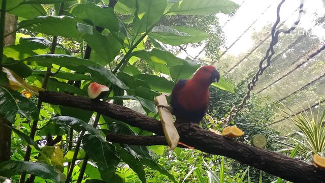 Fragile Forest, Singapore Zoo
