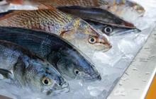 7 Rahasia Menyimpan Ikan Segar Agar Tidak Bau dan Kualitas Tetap Terjaga