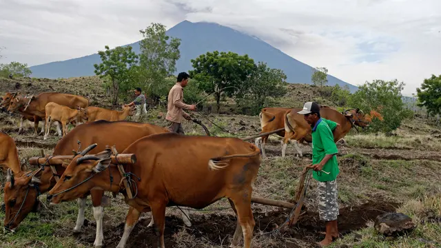 Aktivitas Warga Ditengah Erupsi Gunung Agung
