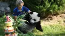 Petugas membawa panda Yuan Meng menuju kue ulang tahunnya Kebun Binatang Beauval di Saint-Aignan-sur-Cher, Prancis (4/8). Panda yang lahir di Prancis tersebut diberi nama 'Yuan Meng' oleh ibu negara Prancis, Brigitte Macron. (AFP Photo/Guillaume Souvant)