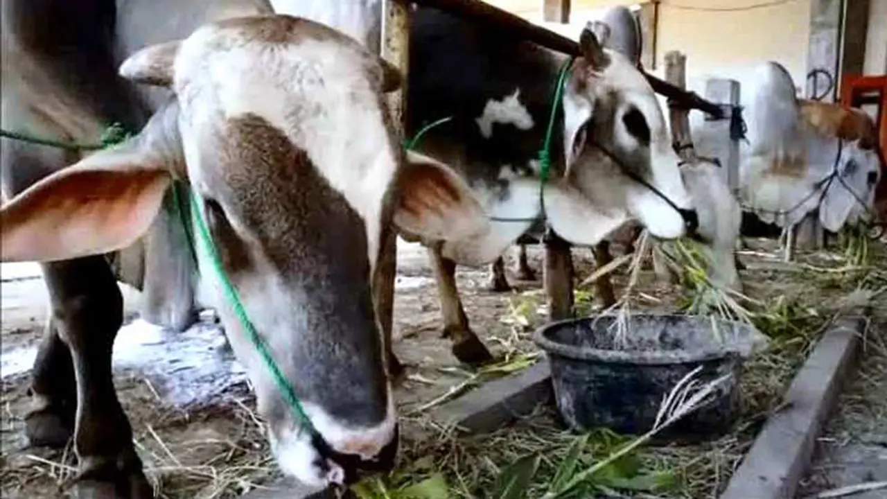 Kekeringan Jelang Qurban, Pedagang Sapi Kesulitan Mencari Rumput