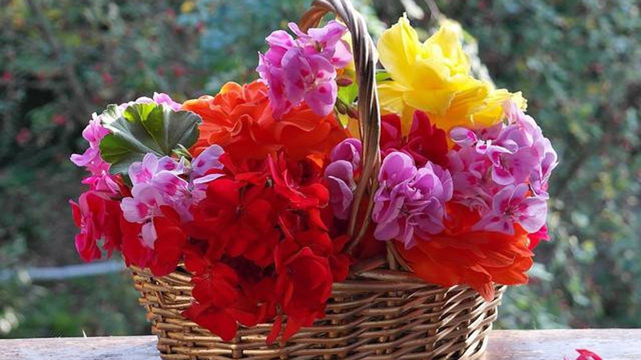 7 Tanaman Teras Aromatik Anti Nyamuk yang Wajib Dicoba, Bikin Betah