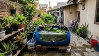 9 Ide Kolam Ikan Gabus Mini dari Wadah Bekas untuk Halaman Sempit, Kreatif dan Hemat Biaya