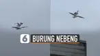 Bahkan ia sempat menutup sayapnya, membuat temannya menanggung beban tubuhnya.