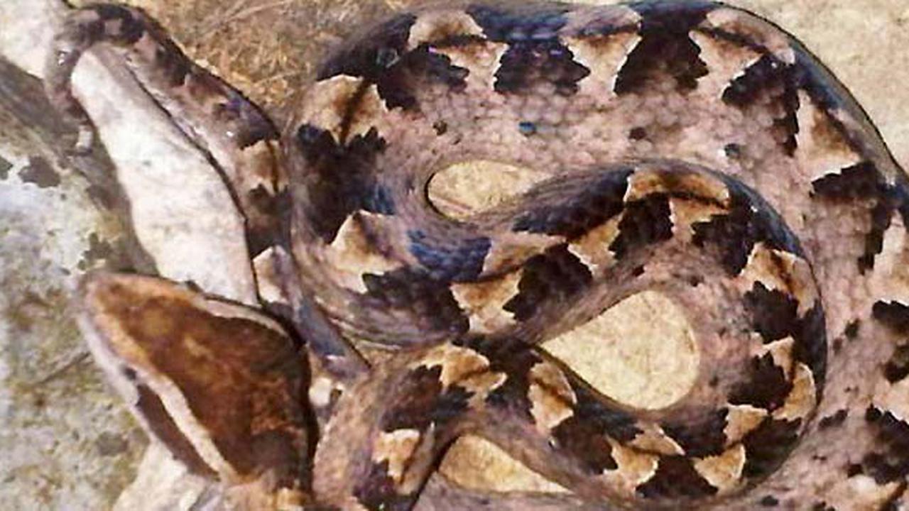 Qor topi bilan kurash porno