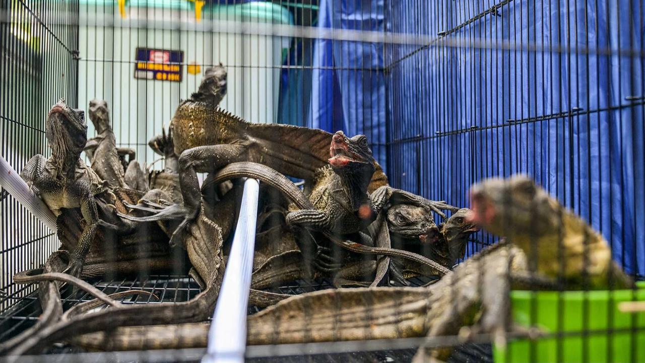 FOTO: Terungkap Harga Anakan Komodo Rp 500 Juta/ Ekor di Perdagangan Ilegal