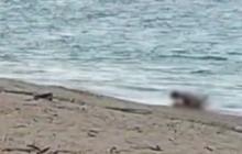 Viral Video Dua WNA Diduga Mesum di Pantai Mandalika