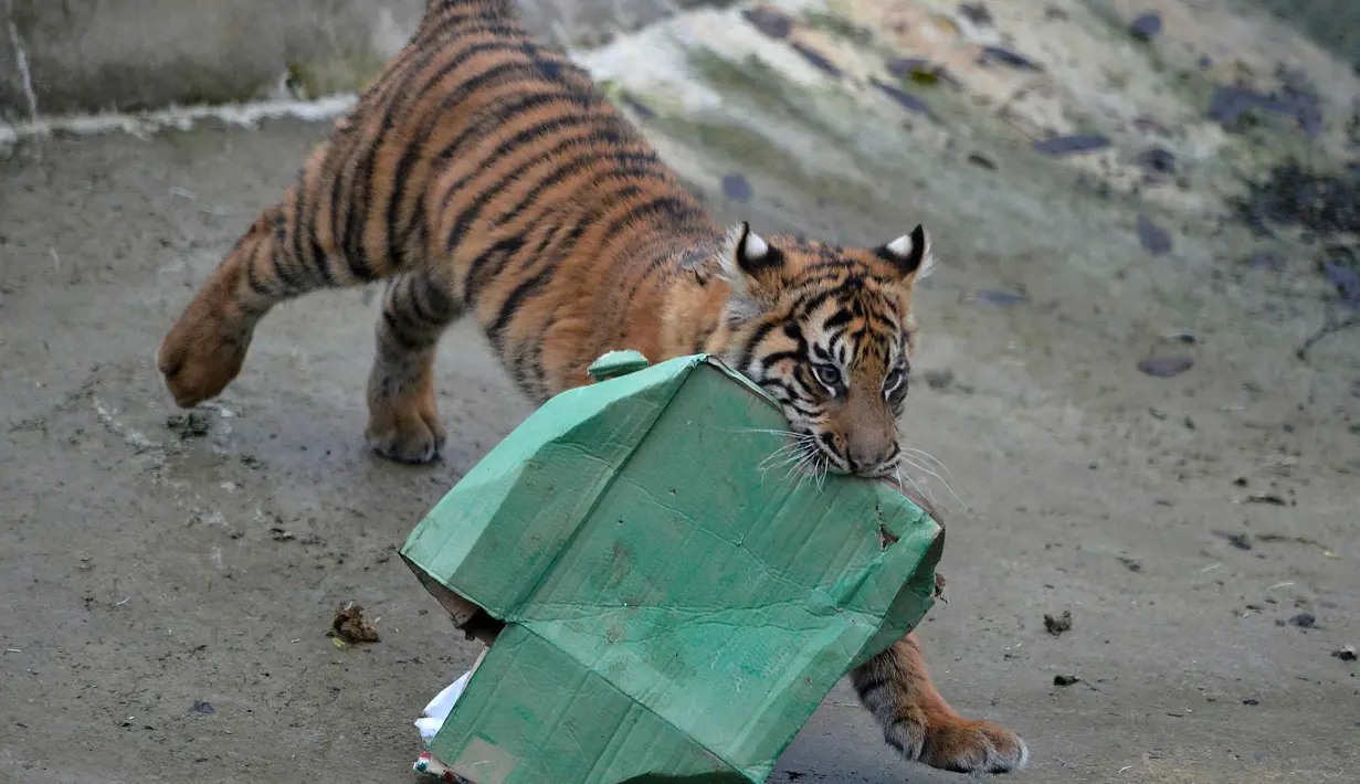 Seekor anak Harimau Sumatera yang bernama Achilles membawa kado hadiah natal di Kebun Binatang London, London, Inggris, Kamis (15/12). Menjelang natal, Kebun Binatang London memberikan kado kepada satwa penghuni tempat tersebut. (Reuters/Hannah McKay)