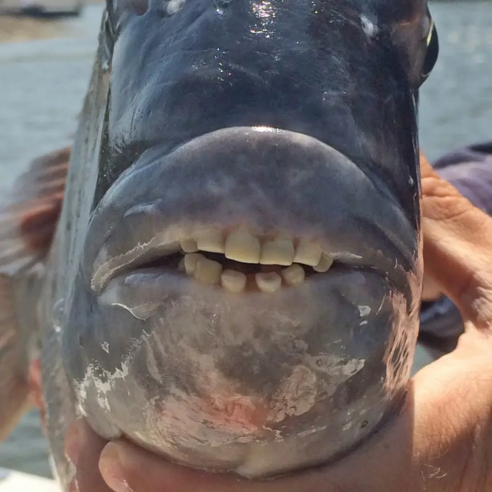 (Foto: SCDNR biologist Pam Corwin/ Facebook) Ikan yang bikin geger masyarakat karena giginya mirip seperti manusia.