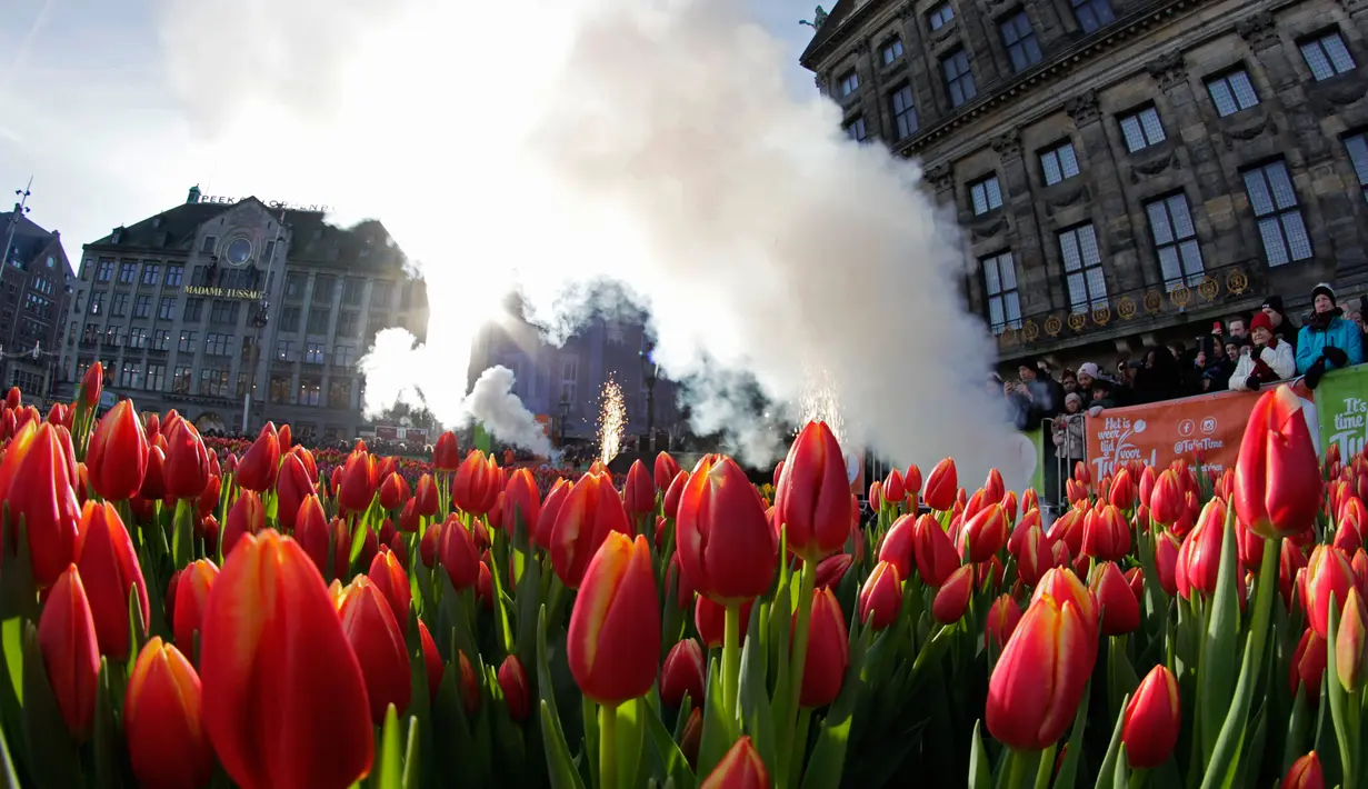 Asap dan kembang api terlihat saat pengunjung menunggu untuk memetik tulip pada Hari Bunga Tulip Nasional di Dam Square, Amsterdam pada 19 Januari 2019. Sebanyak 200ribu bunga tulip berbagai warna dirancang khusus untuk momentum ini.  (AP/Peter Dejong)