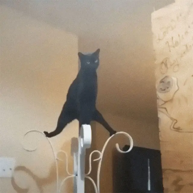 8 Potret Kelakuan Ajaib Kucing, Bikin Geleng-Geleng Kepala