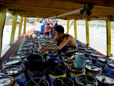 Petani menata hasil panen ikan bawal air tawar yang akan dibawa ke Pasar Ikan Muara Angke Jakarta dari Waduk Cirata di kawasan Desa Gudang, Cikalong Kulon, Cianjur, Jawa Barat, Senin (29/8/2022). Sejumlah petani ikan air tawar di kawasan Waduk Cirata sudah lebih dari dua bulan menjerit karena kenaikan harga pakan ikan dari Rp 8.500/kg menjadi Rp 10.500/kg sementara harga ikan bawal konstan Rp 14.500/kg di tingkat petani. (merdeka.com/Arie Basuki)