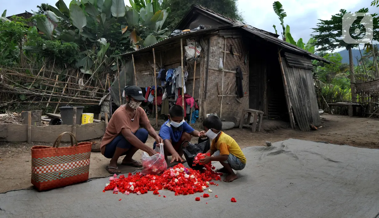 Seorang ibu ditemani dua anaknya memanen bunga pacar air di kawasan Sidemen, Karangasem, Bali, Kamis (2/9/2021). Badan Pusat Statistik Provinsi Bali mengumumkan penduduk miskin Bali kini berjumlah 201.970 orang dari sekitar 4,32 juta orang penduduk Bali. (merdeka.com/Arie Basuki)