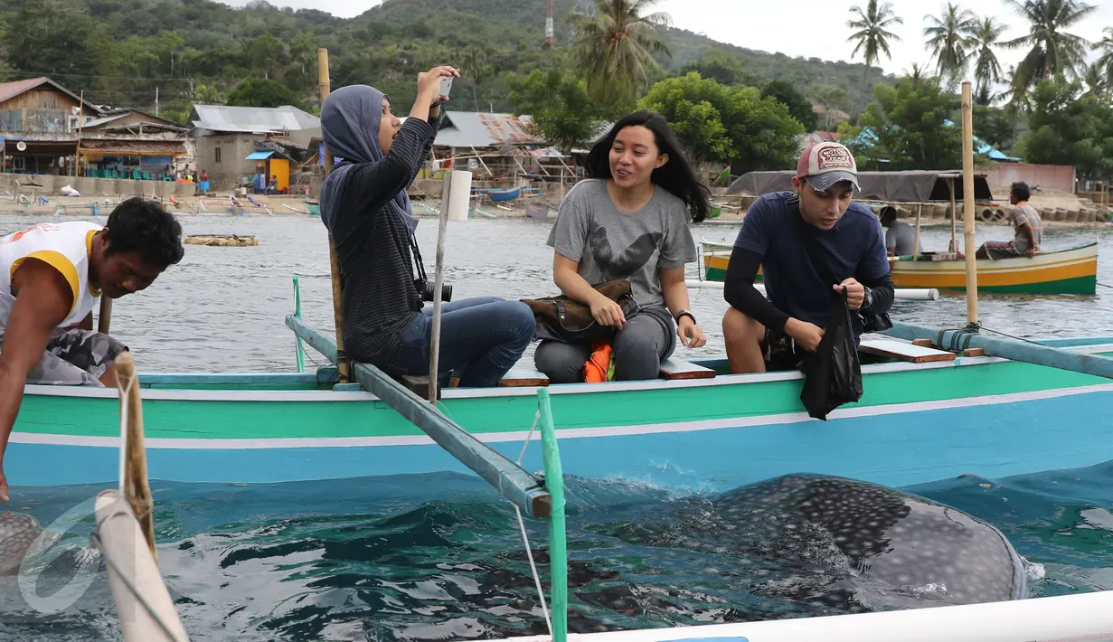 Wisatawan memberi makan Hiu Paus (Shark Whale) di Desa Botu Barani, Kabupaten Bone Bolango, Gorontalo, Senin (4/7). Kehadiran Hiu Paus menjadi sorotan wisatawan lokal dan mancanegara. (Liputan6.com/herman Zakharia)