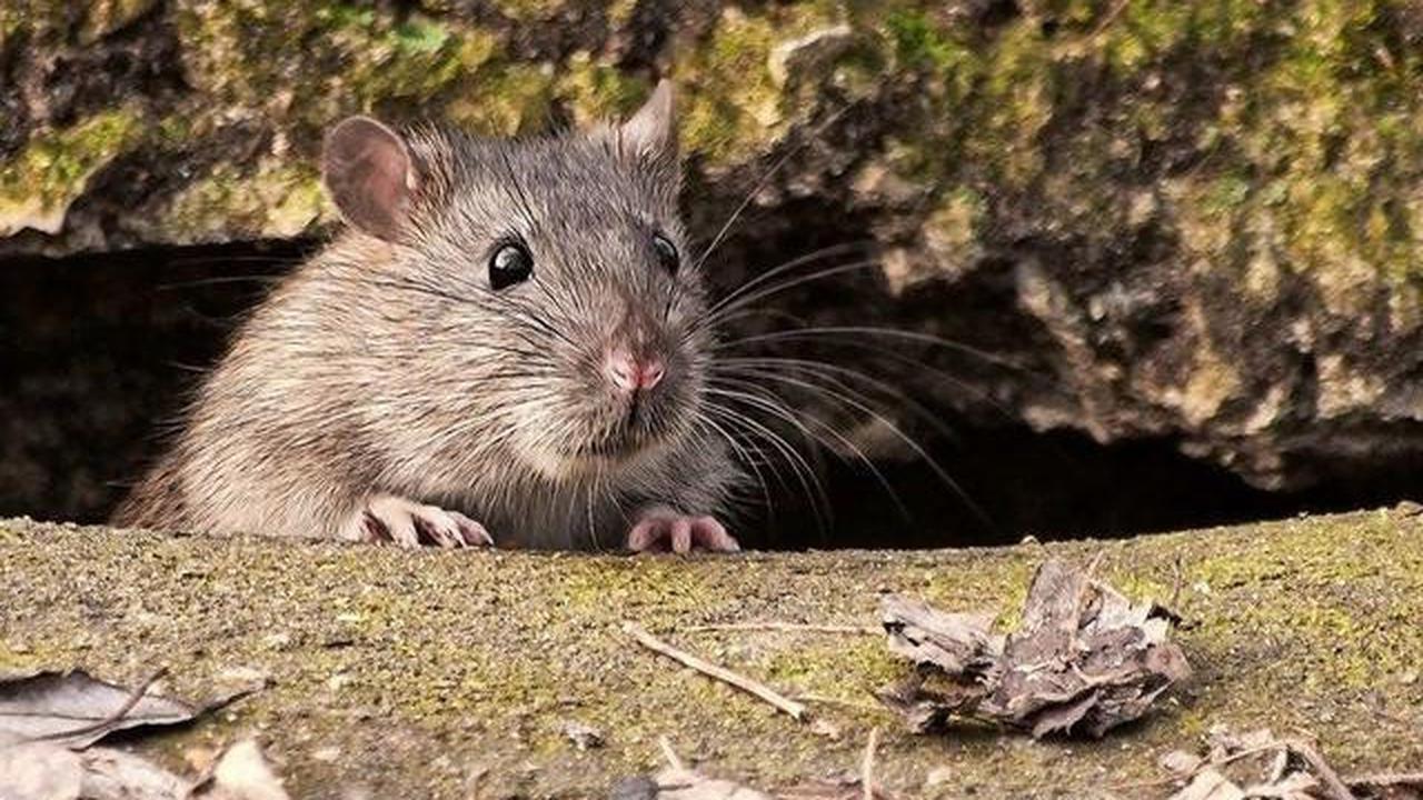 Ilustrasi Tikus