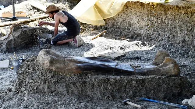 Penemuan Tulang Raksasa Dinosaurus