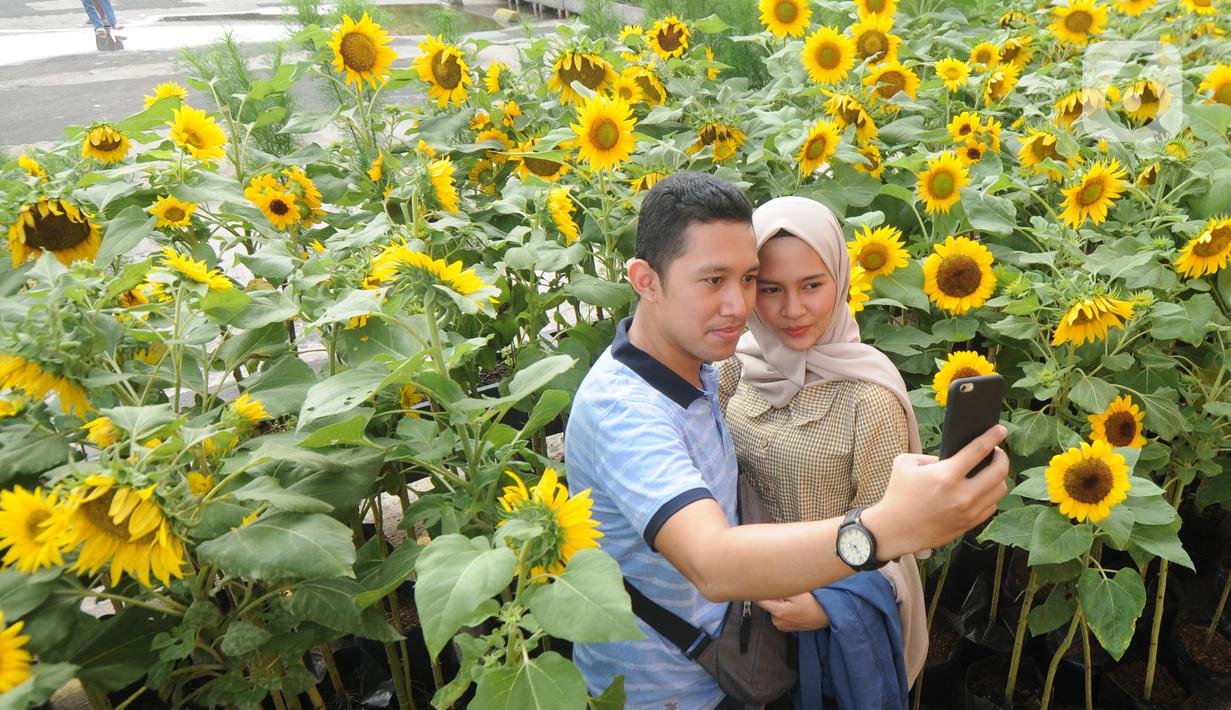 Pengunjung berswafoto di antara tanaman bunga matahari di Bogor Sky Garden, Mall BTM, Kota Bogor, Jawa Barat, Minggu (13/06/2021). Taman bunga matahari di atap gedung pusat perbelanjaan itu menjadi wisata alternatif gratis bagi pengunjung dalam mengisi libur akhir pekan. (merdeka.com/Arie Basuki)