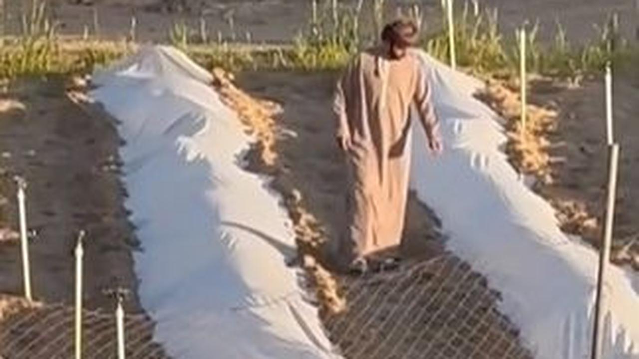 Baru setelahnya, para petani akan menutup bibit dan membuat gundukkan tanah.