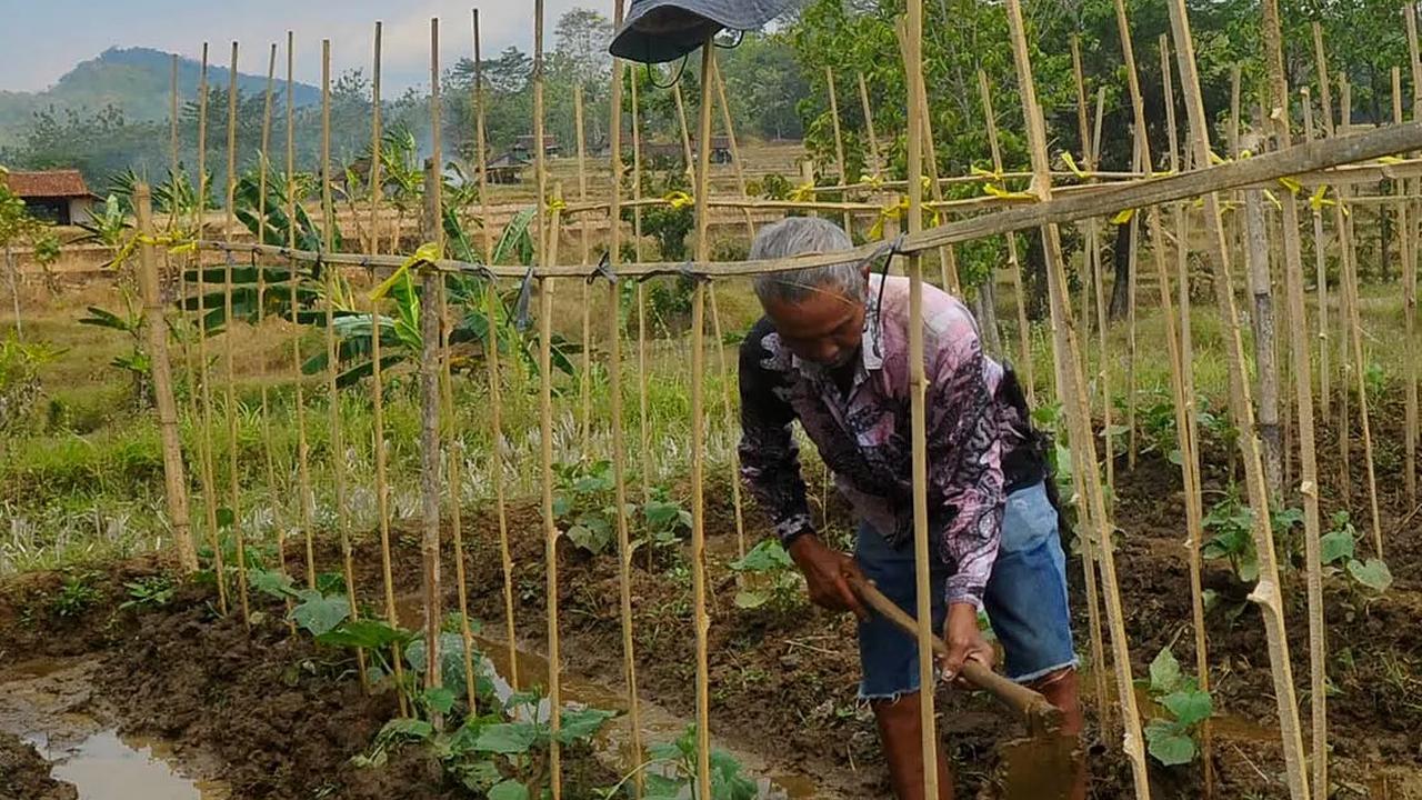 Bisnis Benih Holtikultura Punya Prospek Menjanjikan, Ini Penjelasan Guru Besar UGM
