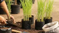 7 Cara Menanam Serai di Polybag agar Cepat Besar dan Aromanya Kuat