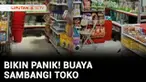 Apa jadinya jika seekor buaya berukuran cukup besar menyambangi sebuah toko? Sudah pasti bikin panik warga. Inilah yang dialami warga di Desa Wayo, Kabupaten Taliabu, Maluku Utara.