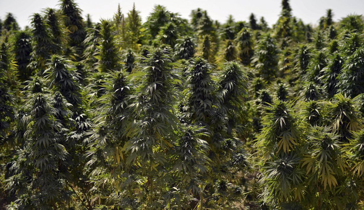 Pemandangan umum perkebunan ganja di distrik Panjwai Kandahar  (13/10/2021). Panjwai adalah sebuah distrik di Provinsi Kandahar, Afghanistan. (AFP/Javed Tanveer)