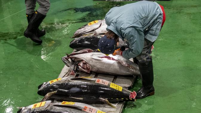 Seorang tengkulak memeriksa tuna sirip biru saat lelang di Pasar Toyosu, Tokyo, Jepang, 5 Januari 2021. Tuna termahal tahun ini diperoleh oleh tengkulak terkenal bernama Yukitaka Yamaguchi. (Philip FONG/AFP)