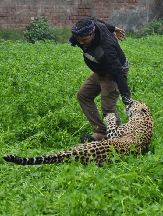 Seekor macan tutul menyerang pria India setelah ditemukan memasuki daerah perkampungan di Jalandhar, Kamis (31/1). Macan tutul itu tersesat di perkampungan dan menyerang penduduk desa sebelum akhirnya dikurung dalam sebuah ruangan. (AP Photo)