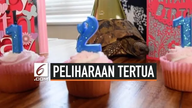 Seekor kura-kura bernama Tommy merayakan ulang tahunnya yang ke-121. Usia yang lebih dari satu abad ini membuat Tommy dijuluki hewan peliharaan tertua di dunia.