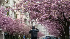Seorang pria mengambil foto sebuah jalan yang dipenuhi dengan bunga sakura yang mekar di kota Berlin, Jerman pada 23 April 2019. Pohon sakura di Jerman memang lazim ditanam di ruang-ruang terbuka hijau, selain sebagai peneduh juga untuk mempercantik kota. (John MACDOUGALL / AFP)