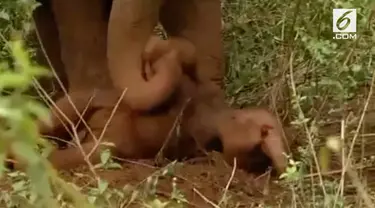 Momen mengharukan yang terjadi di Sakleshpur, India terekam kamera. Dalam video tersebut, terlihat induk  gajah membangunkan anaknya yang telah mati.