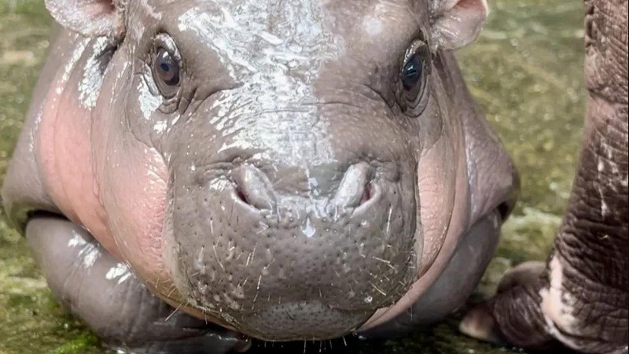 Sumbang Rp 4,7 Miliar, Bos Ethereum Mau Adopsi Kuda Nil Viral Moo Deng