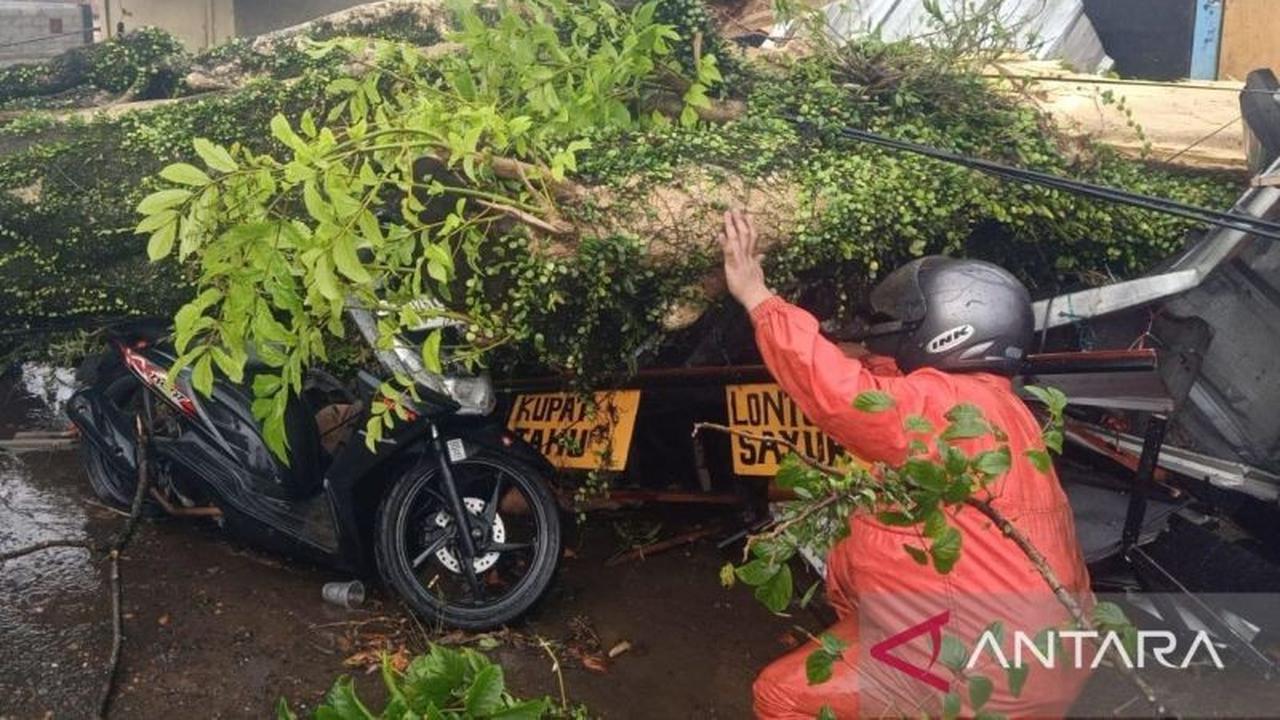 BPBD Cianjur Lakukan Penanganan Cepat Pohon Tumbang di Puncak, Satu Pemotor Tewas