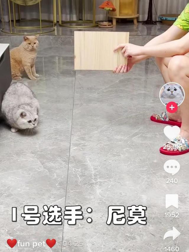 Potret Aksi Kucing Ikut Olahraga Bak Atlet Netizen: Lulusan Konoha Emang Mantap