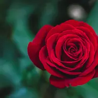 Bunga Mawar | unsplash.com/@ivanjevtic