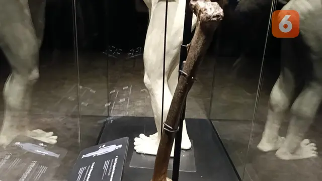 Fosil Java Man Pulang Kampung Setelah 130 Tahun, Dipajang di Museum Nasional Indonesia