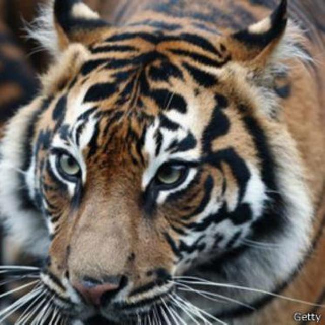 Download 5600 Koleksi Gambar Harimau Yang Sedang Marah Keren Gratis