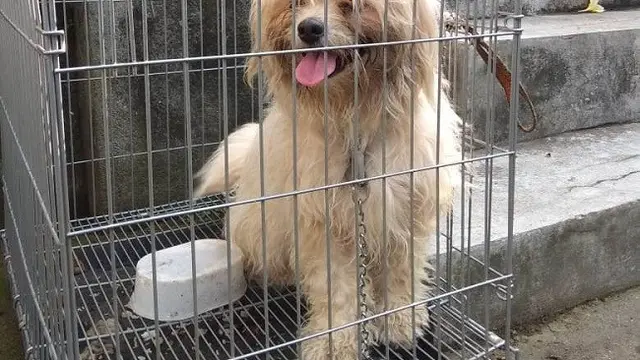 Anjing