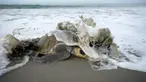 Seekor penyu lekang zaitun tiba saat musim bersarang di Suaka Margasatwa La Flor, San Juan del Sur, Nikaragua, Kamis (5/10/2023). Lebih dari seribu penyu dari spesies yang terancam punah tiba pada Kamis dini hari untuk bertelur secara massal di Pantai La Flor di San Juan del Sur, di Pasifik dan selatan Managua. (OSWALDO RIVAS/AFP)
