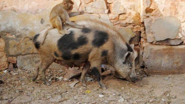 6 Potret Nyeleneh Monyet Naik Punggung Hewan Lain Bikin Geleng Kepala